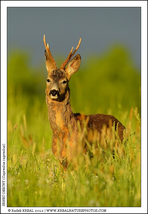 Srnec obecn� | Roe Deer | Reh | Capreolus capreolus