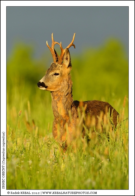 Srnec obecn� | Roe Deer | Reh | Capreolus capreolus