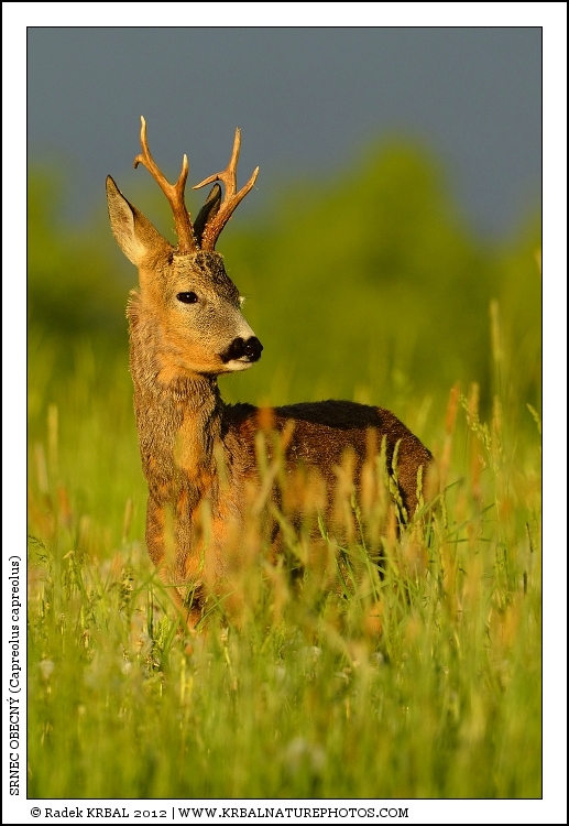 Srnec obecn� | Roe Deer | Reh | Capreolus capreolus
