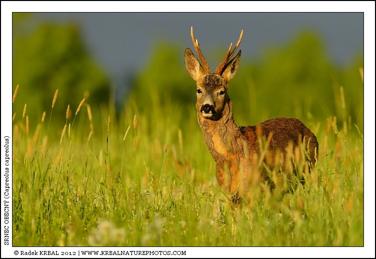 Srnec obecn� | Roe Deer | Reh | Capreolus capreolus