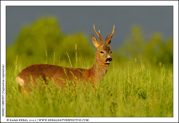 Srnec obecn� | Roe Deer | Reh | Capreolus capreolus