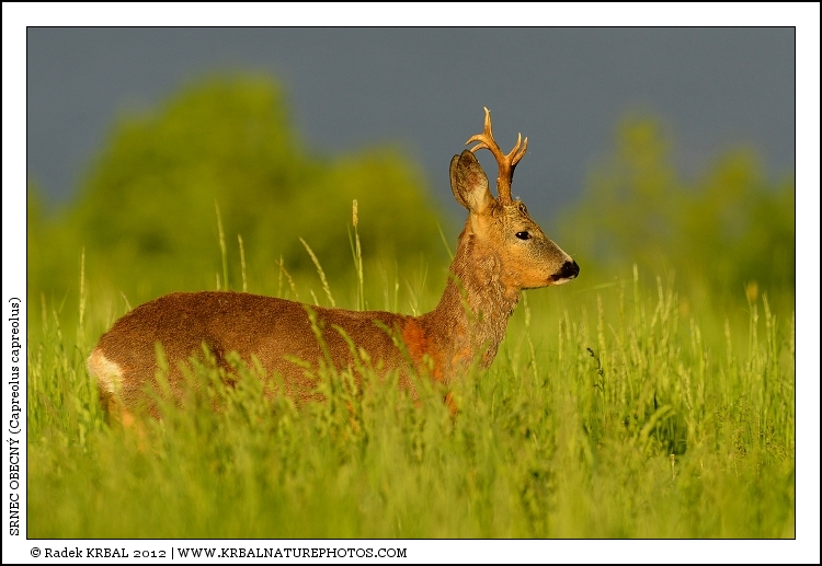Srnec obecn� | Roe Deer | Reh | Capreolus capreolus