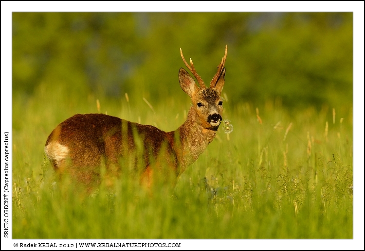 Srnec obecn� | Roe Deer | Reh | Capreolus capreolus
