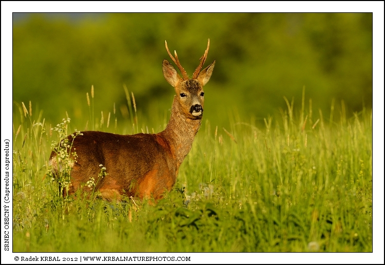 Srnec obecn� | Roe Deer | Reh | Capreolus capreolus
