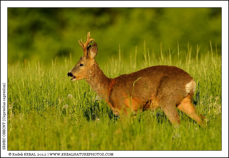 Srnec obecn� | Roe Deer | Reh | Capreolus capreolus