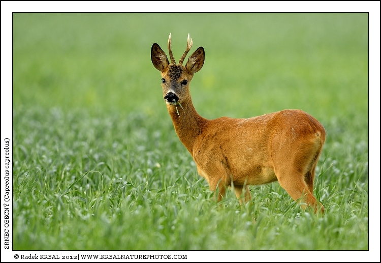 Srnec obecn� | Roe Deer | Reh | Capreolus capreolus