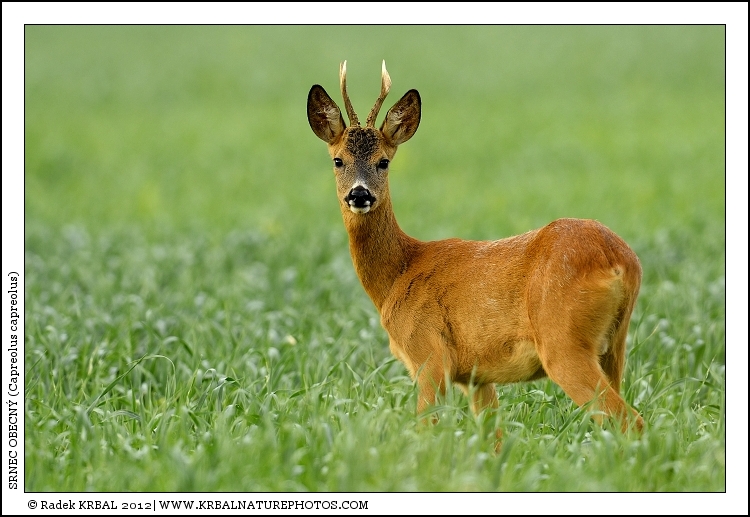 Srnec obecn� | Roe Deer | Reh | Capreolus capreolus