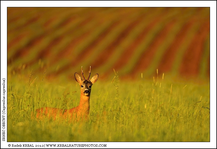 Srnec obecn� | Roe Deer | Reh | Capreolus capreolus