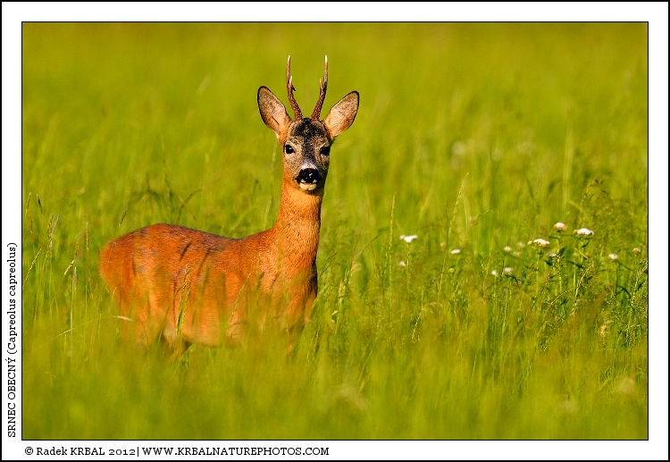 Srnec obecn� | Roe Deer | Reh | Capreolus capreolus