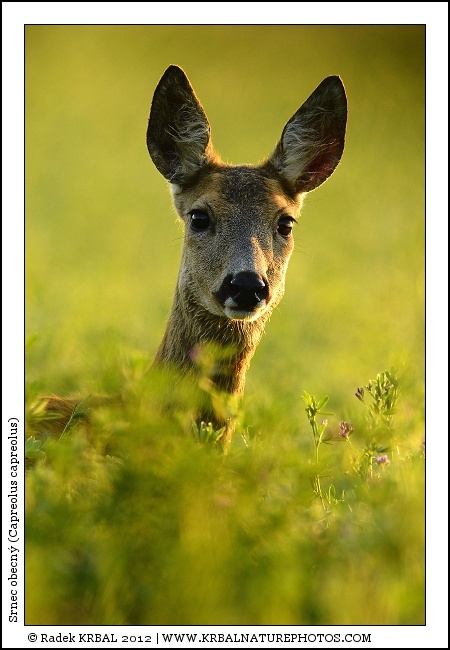 Srnec obecn� | Roe Deer | Reh | Capreolus capreolus