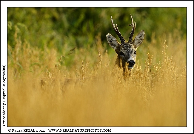 Srnec obecn� | Roe Deer | Reh | Capreolus capreolus