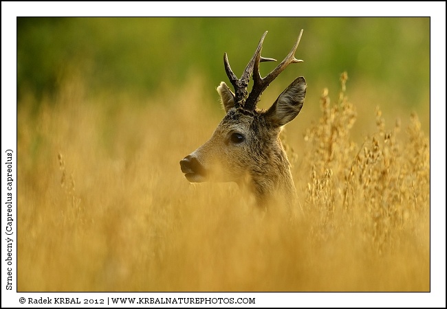 Srnec obecn� | Roe Deer | Reh | Capreolus capreolus