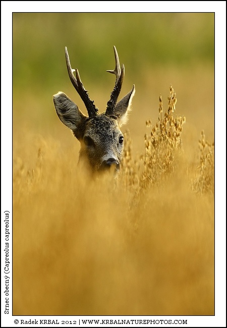 Srnec obecn� | Roe Deer | Reh | Capreolus capreolus