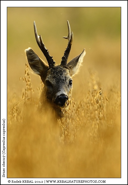 Srnec obecn� | Roe Deer | Reh | Capreolus capreolus