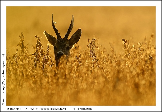 Srnec obecn� | Roe Deer | Reh | Capreolus capreolus