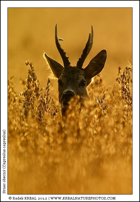 Srnec obecn� | Roe Deer | Reh | Capreolus capreolus