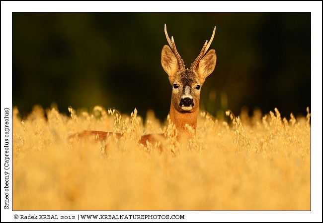 Srnec obecn� | Roe Deer | Reh | Capreolus capreolus