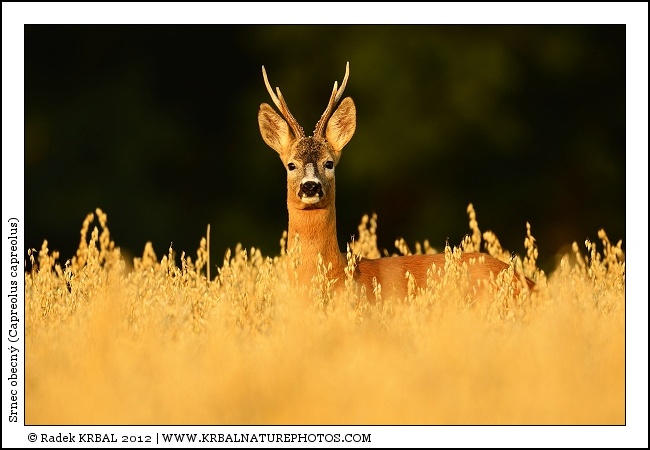 Srnec obecn� | Roe Deer | Reh | Capreolus capreolus