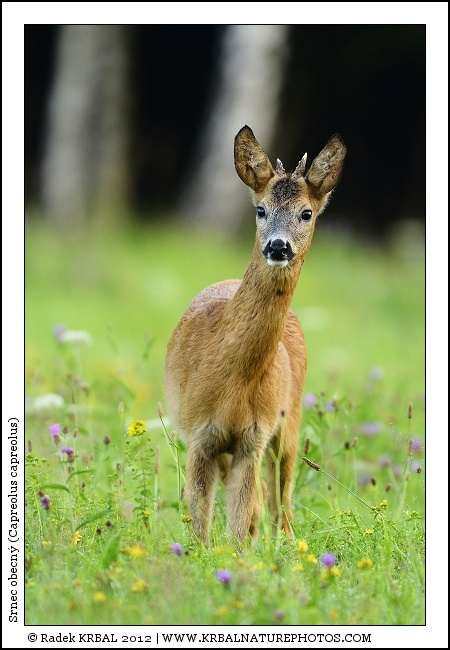 Srnec obecn� | Roe Deer | Reh | Capreolus capreolus