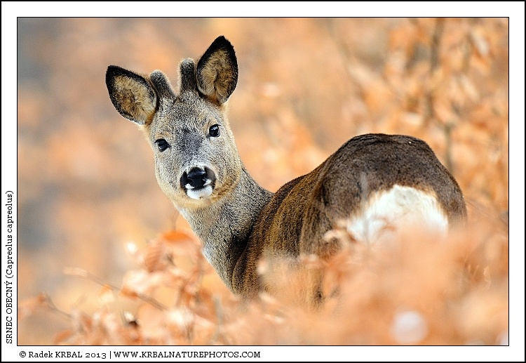 Srnec obecn� | Roe Deer | Reh | Capreolus capreolus