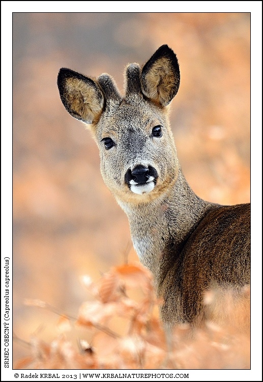 Srnec obecn� | Roe Deer | Reh | Capreolus capreolus