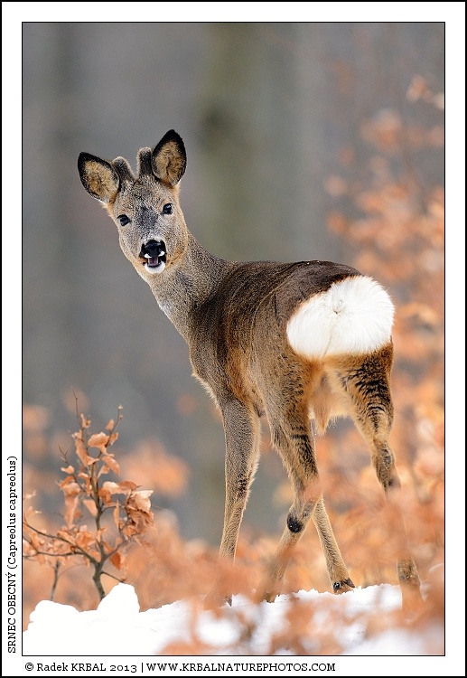 Srnec obecn� | Roe Deer | Reh | Capreolus capreolus
