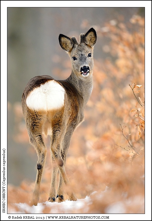 Srnec obecn� | Roe Deer | Reh | Capreolus capreolus