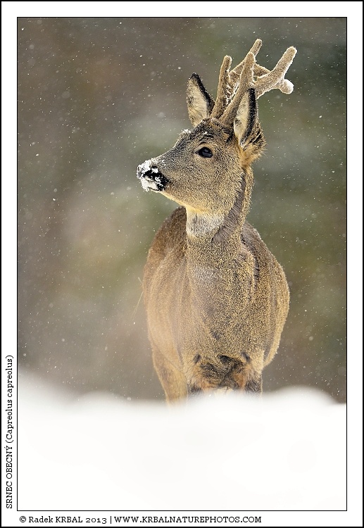 Srnec obecn� | Roe Deer | Reh | Capreolus capreolus