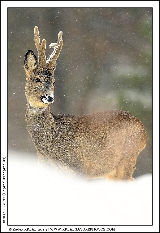 Srnec obecn� | Roe Deer | Reh | Capreolus capreolus