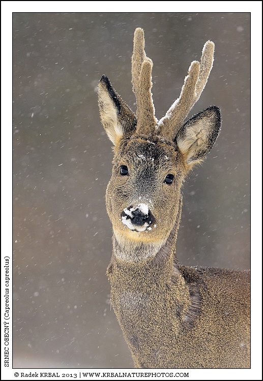 Srnec obecn� | Roe Deer | Reh | Capreolus capreolus