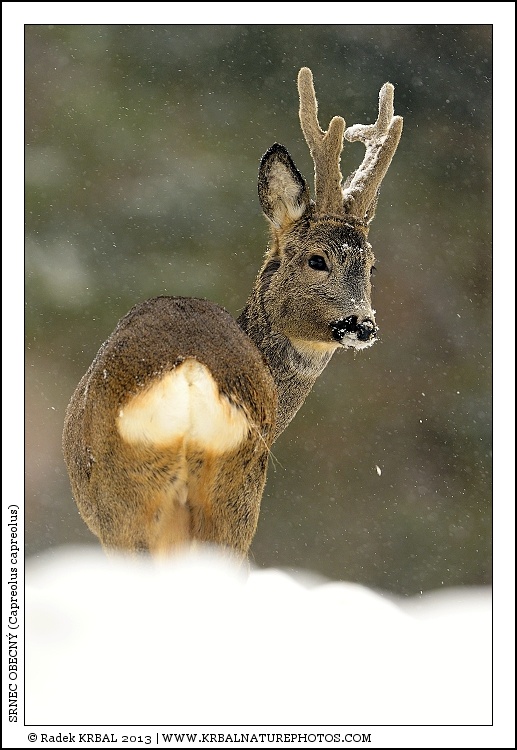 Srnec obecn� | Roe Deer | Reh | Capreolus capreolus