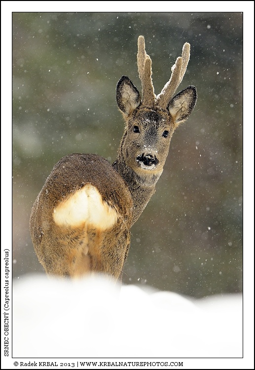 Srnec obecn� | Roe Deer | Reh | Capreolus capreolus
