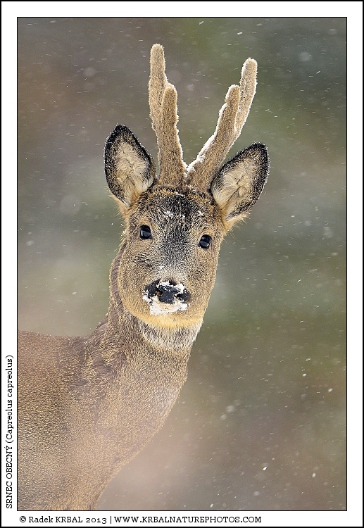 Srnec obecn� | Roe Deer | Reh | Capreolus capreolus