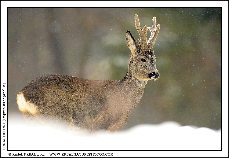 Srnec obecn� | Roe Deer | Reh | Capreolus capreolus