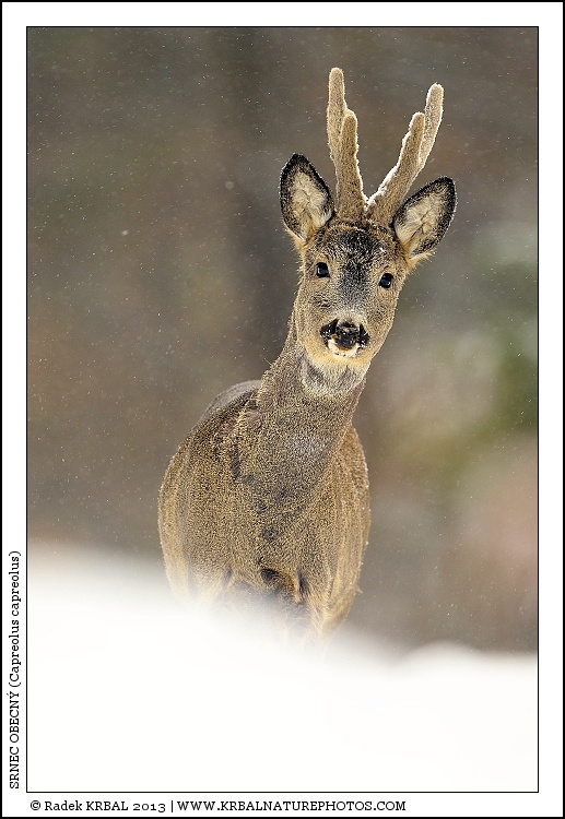 Srnec obecn� | Roe Deer | Reh | Capreolus capreolus