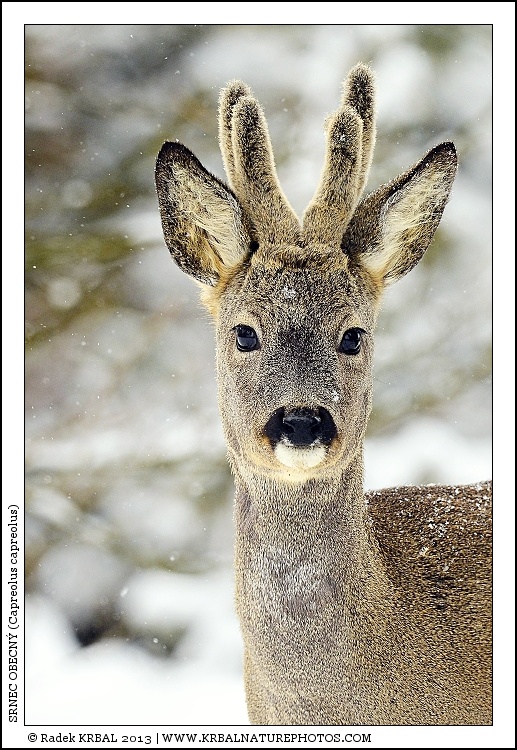 Srnec obecn� | Roe Deer | Reh | Capreolus capreolus