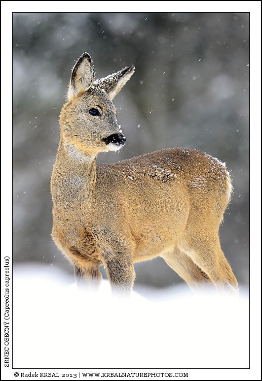 Srnec obecn� | Roe Deer | Reh | Capreolus capreolus