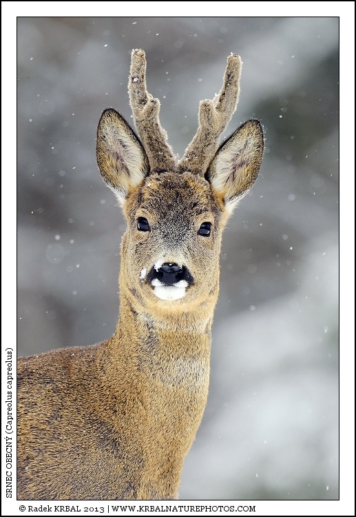 Srnec obecn� | Roe Deer | Reh | Capreolus capreolus