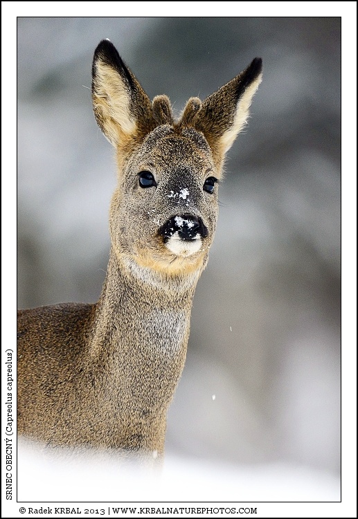 Srnec obecn� | Roe Deer | Reh | Capreolus capreolus