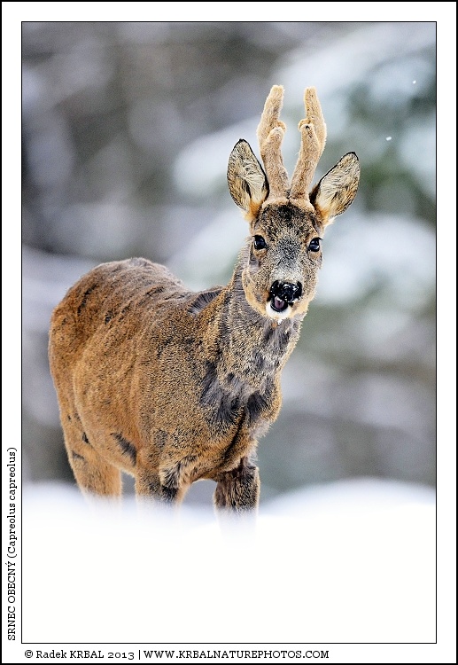 Srnec obecn� | Roe Deer | Reh | Capreolus capreolus