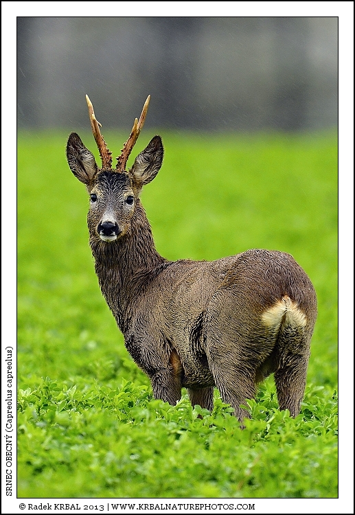 Srnec obecn� | Roe Deer | Reh | Capreolus capreolus