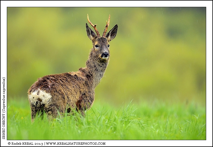 Srnec obecn� | Roe Deer | Reh | Capreolus capreolus