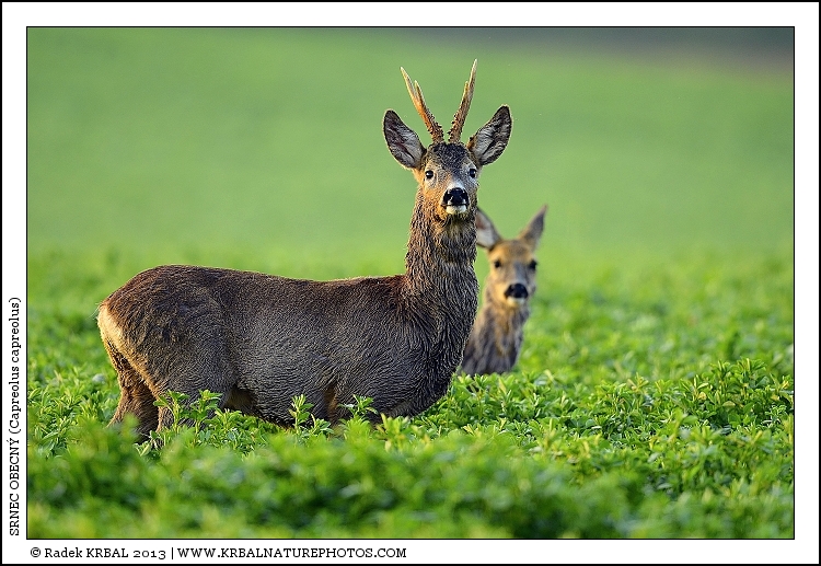 Srnec obecn� | Roe Deer | Reh | Capreolus capreolus