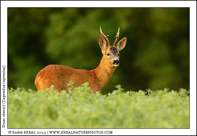 Srnec obecn� | Roe Deer | Reh | Capreolus capreolus