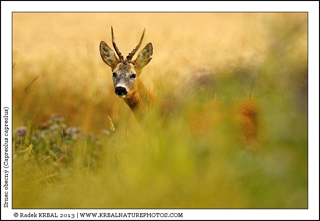 Srnec obecn� | Roe Deer | Reh | Capreolus capreolus