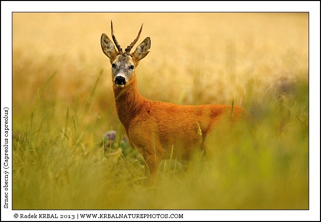 Srnec obecn� | Roe Deer | Reh | Capreolus capreolus