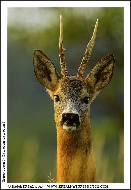 Srnec obecn� | Roe Deer | Reh | Capreolus capreolus