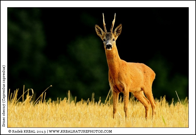 Srnec obecn� | Roe Deer | Reh | Capreolus capreolus