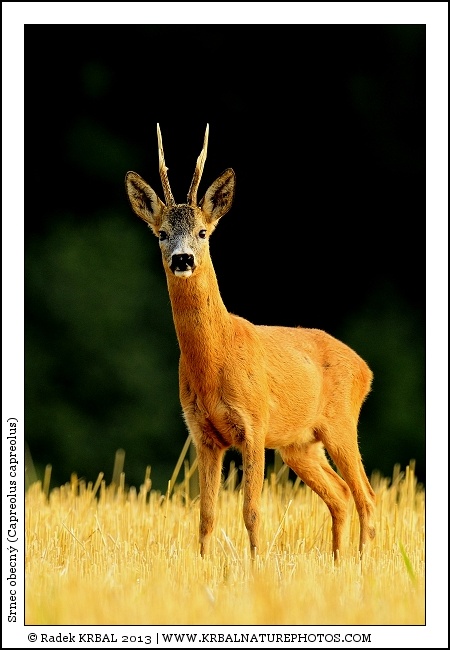 Srnec obecn� | Roe Deer | Reh | Capreolus capreolus