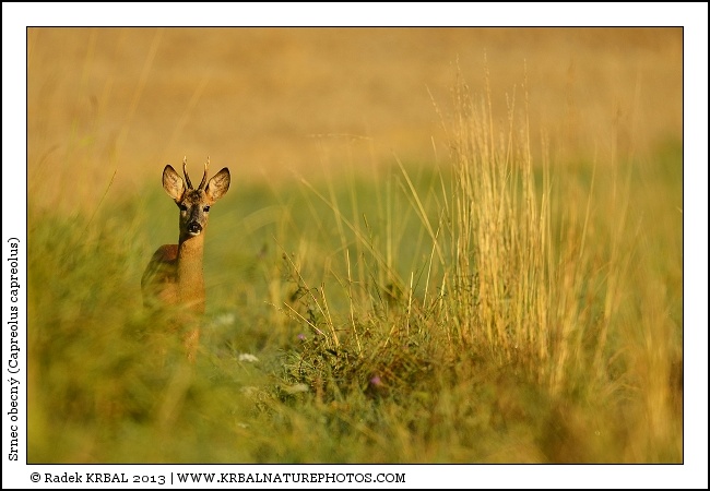 Srnec obecn� | Roe Deer | Reh | Capreolus capreolus